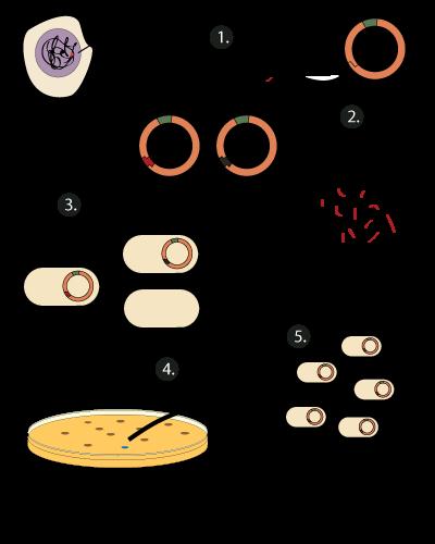 الوصف: cloning-with-plasmid