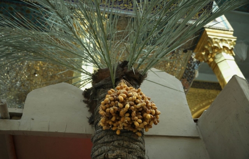 حرم المولى ابي الفضل العباس عليه السلام 