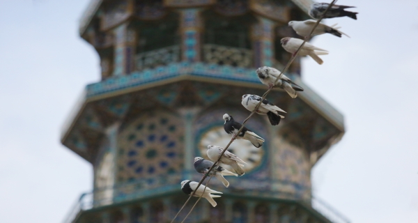 طيور حرم الامام الرضا عليه السلام